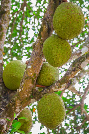 jackfruit (KHA-NUN), Unique in its size and very tasty unusual fruit of Thailand.