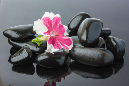 Spa with black stones and flowerの写真素材