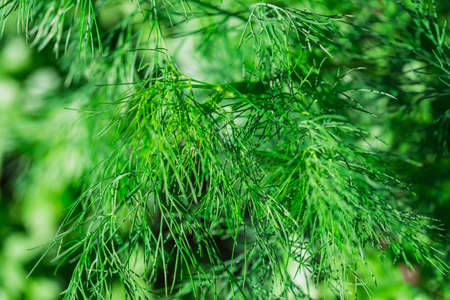 Closeup of green dilll plant as agricultural background