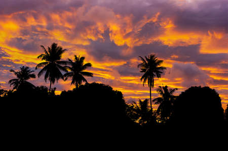 tropical jungles of South East Asia. Thailand
