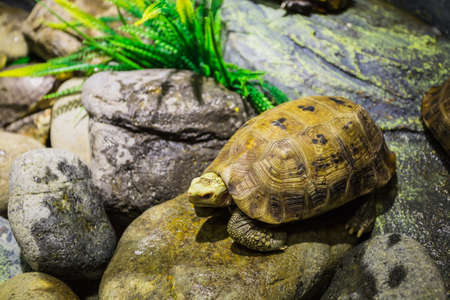 Turtle on the rocks in the terrarium Vinpearl Islandの写真素材