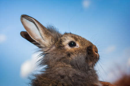 Grey rabbit on a background of blue skyの写真素材