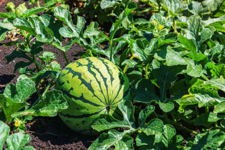 Watermelons on the green melon field in the summerの写真素材