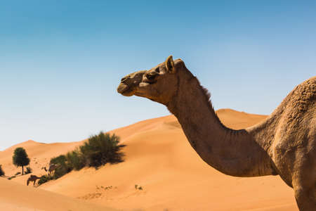 Desert landscape with camel. Sand, camel and blue sky with clouds. Travel adventure background.の写真素材