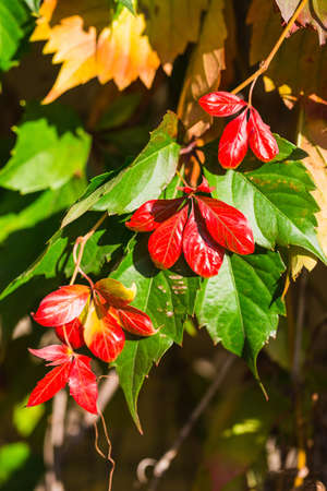 Red leaves of wild grapes in the park, autumn seasonの写真素材