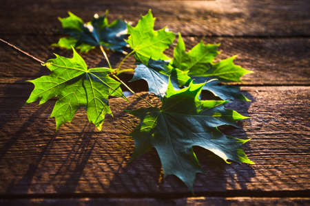 still life with maple branch on a background of the old boardの写真素材