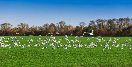 Gulls on a green field near the Volga River in central Russiaの写真素材