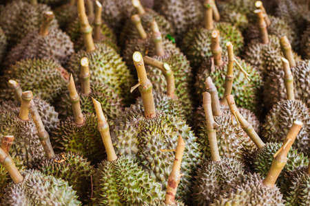 Durian, king of fruit, famous fruit in Thailand