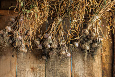 bunch of garlic in the barn against the wooden wallの写真素材