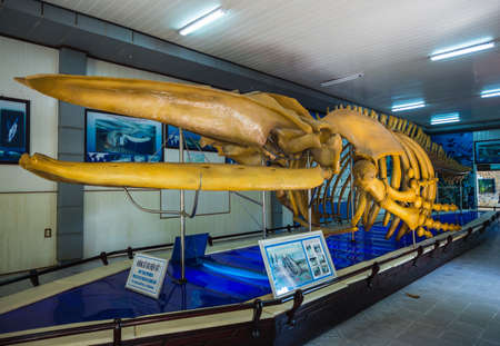 Vietnam Nha Trang, 23 November 2014; Whale skeleton in the National Oceanographic Museumのeditorial素材