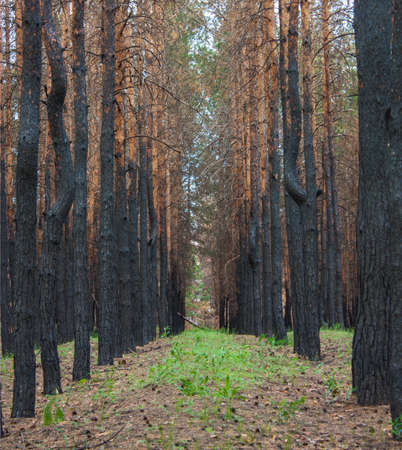 burnt pine forest after fire