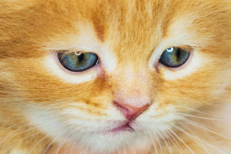 ginger tabby kitten with blue eyes closeupの写真素材