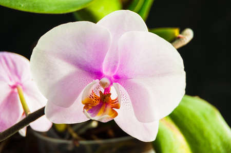 Flowers orchids in a greenhouse for decorationの写真素材