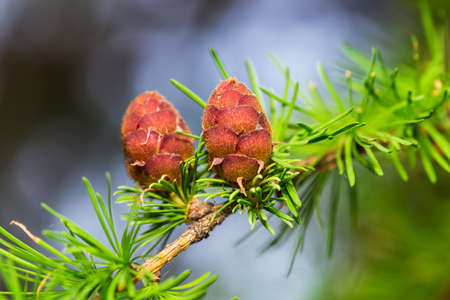 fresh cone on a larch in the spring