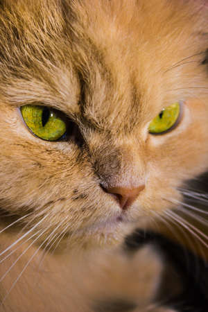 portrait of an angry red cat close-upの写真素材