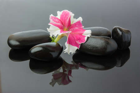 Spa with black stones and flowerの写真素材