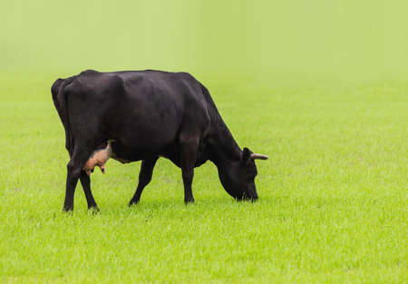 Black cow grazing on a green meadowの写真素材
