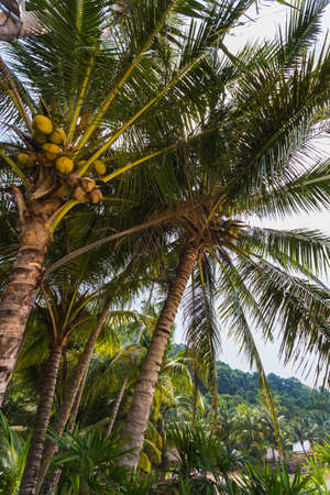 Beautiful tropical beach at island Koh Chang , Thailand.の写真素材