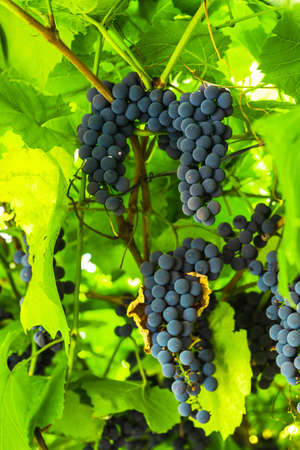 ripe clusters of sweet red grapes Isabella