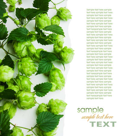 hops isolated on a white backgroundの写真素材