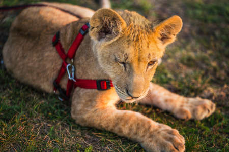 Lion cub on a leash on the grass backgroundの写真素材