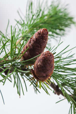 The branch of larch cones on white backgroundの写真素材
