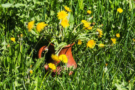 bouquet of blooming dandelions in a jar on the background of meadowsの写真素材