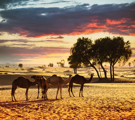 Desert landscape with camel. Sand, camel and blue sky with clouds. Travel adventure background.の写真素材