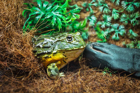 The green frog in terrarium in the resort Vinpearlの写真素材