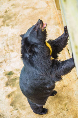Asiatic black bear, Tibetan black bear, Ursus thibetanus, large tropical asian bear with black fur...