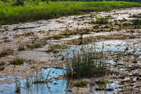 tufts of grass and mire on the silty swampの写真素材