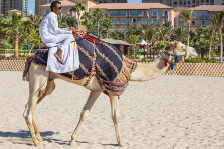 DUBAI, UAE - NOVEMBER 11: High rise buildings and streets nov 11. 2013  in Dubai, UAE. Dubai was the fastest developing city in the world between 2002 and 2008. Camel on Jumeirah Beach in Dubai, UAEのeditorial素材