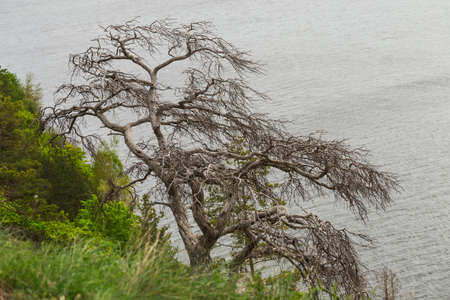 Dried branched pine on the cliff over the boundless expanse of waterの写真素材
