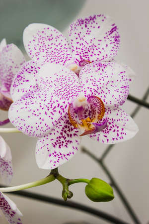 Flowers orchids in a greenhouse for decorationの写真素材