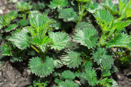 Young shoots of nettle in the spring forest.