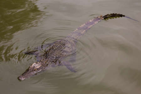 water bodies on the Crocodile Farm in Dalat. Vietnamのeditorial素材