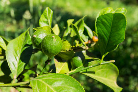 Growing green lemon on a bush in the gardenの写真素材