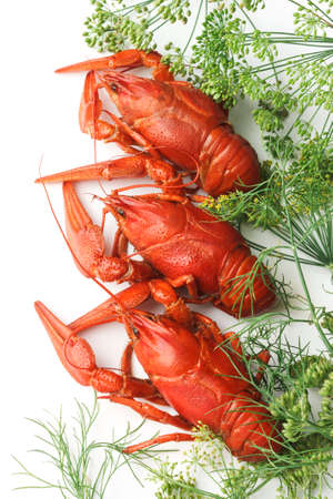 Boiled crayfish with dill on a white backgroundの写真素材