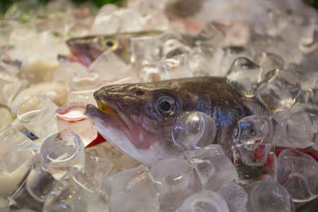 Fresh fish at the seafood market in Thailandの写真素材