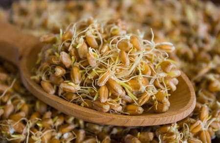 the grain sprouted wheat closeup, healthy foodの写真素材