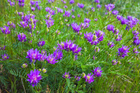 purple wild flower on spring field in a sunny dayの写真素材