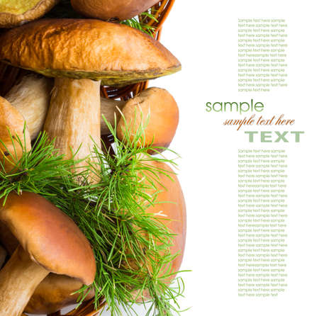 Basket with porcini mushrooms isolated on a white backgroundの写真素材
