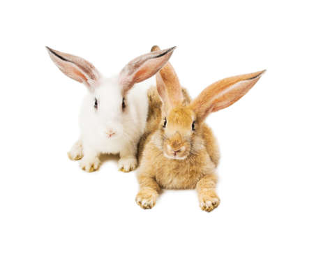 Happy New Year of rabbit isolated on a white backgroundの写真素材