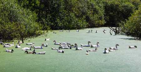 Geese swim in a swamp overgrown with duckweedの写真素材