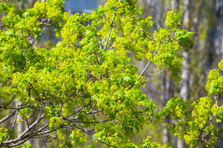 Branches of a blossoming maple on a spring sunny day