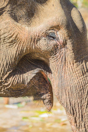 the farm of elephants not far from Dalat. Vietnamの写真素材