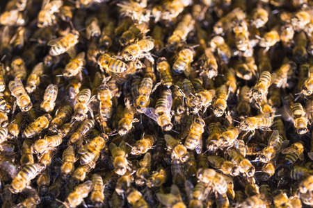 Close up view of the working bees on honey cellsの写真素材