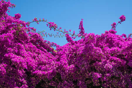 Lilac Bougainvillea flowers on the streets in Turkeyの写真素材