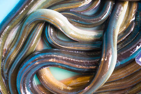 Lot of eels in the fish market in Turkeyの写真素材