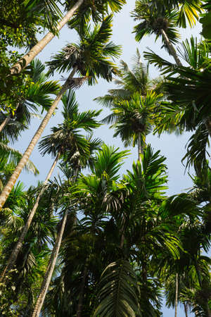 Green palm trees against the blue sky in Goaの写真素材